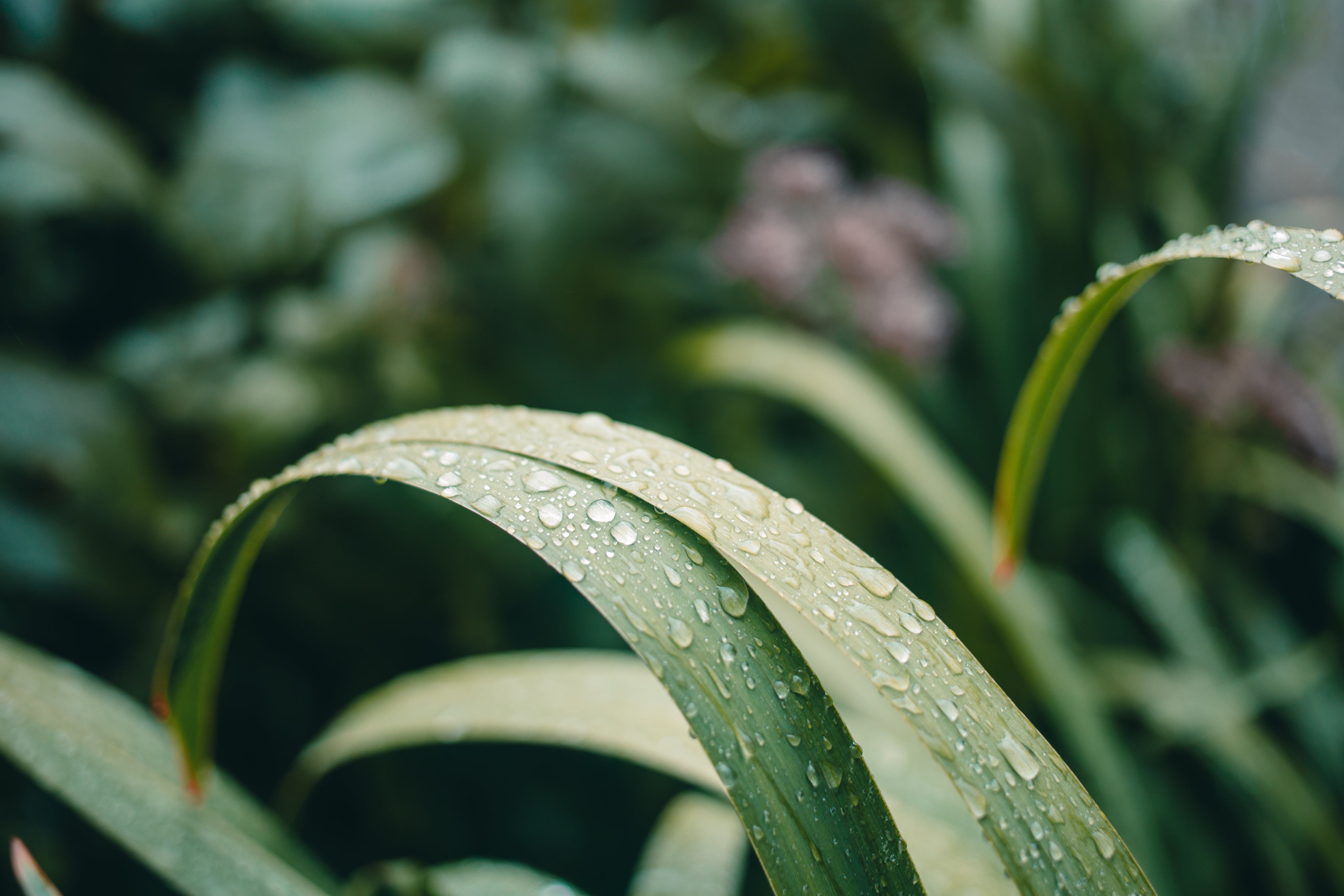 nature-close-up-plant-water-droplets-on-leaf.jpg