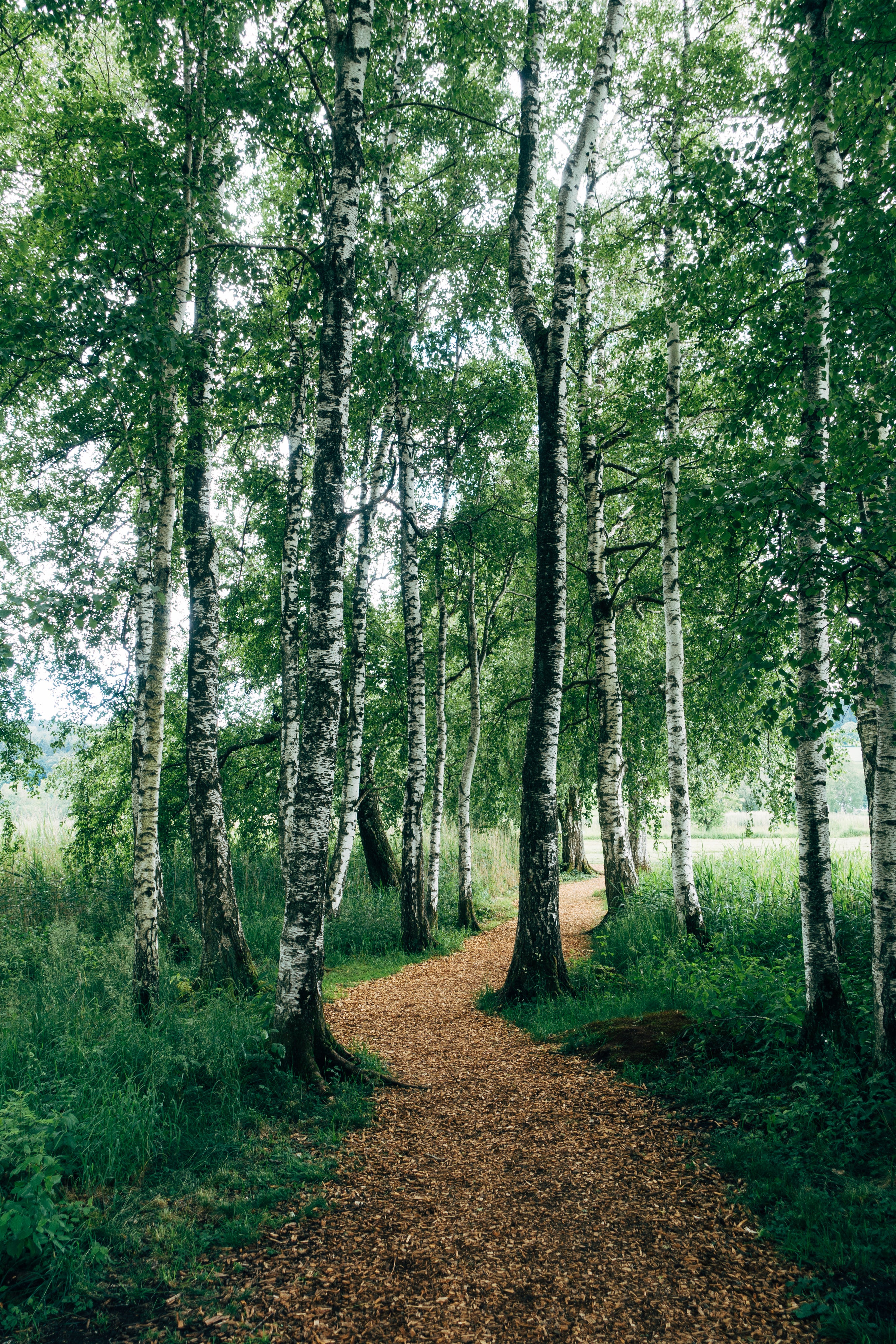 nature-walk-surrounded-by-birch-trees.jpg